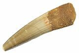 Fossil Spinosaurus Tooth - Real Dinosaur Tooth #264802-1
